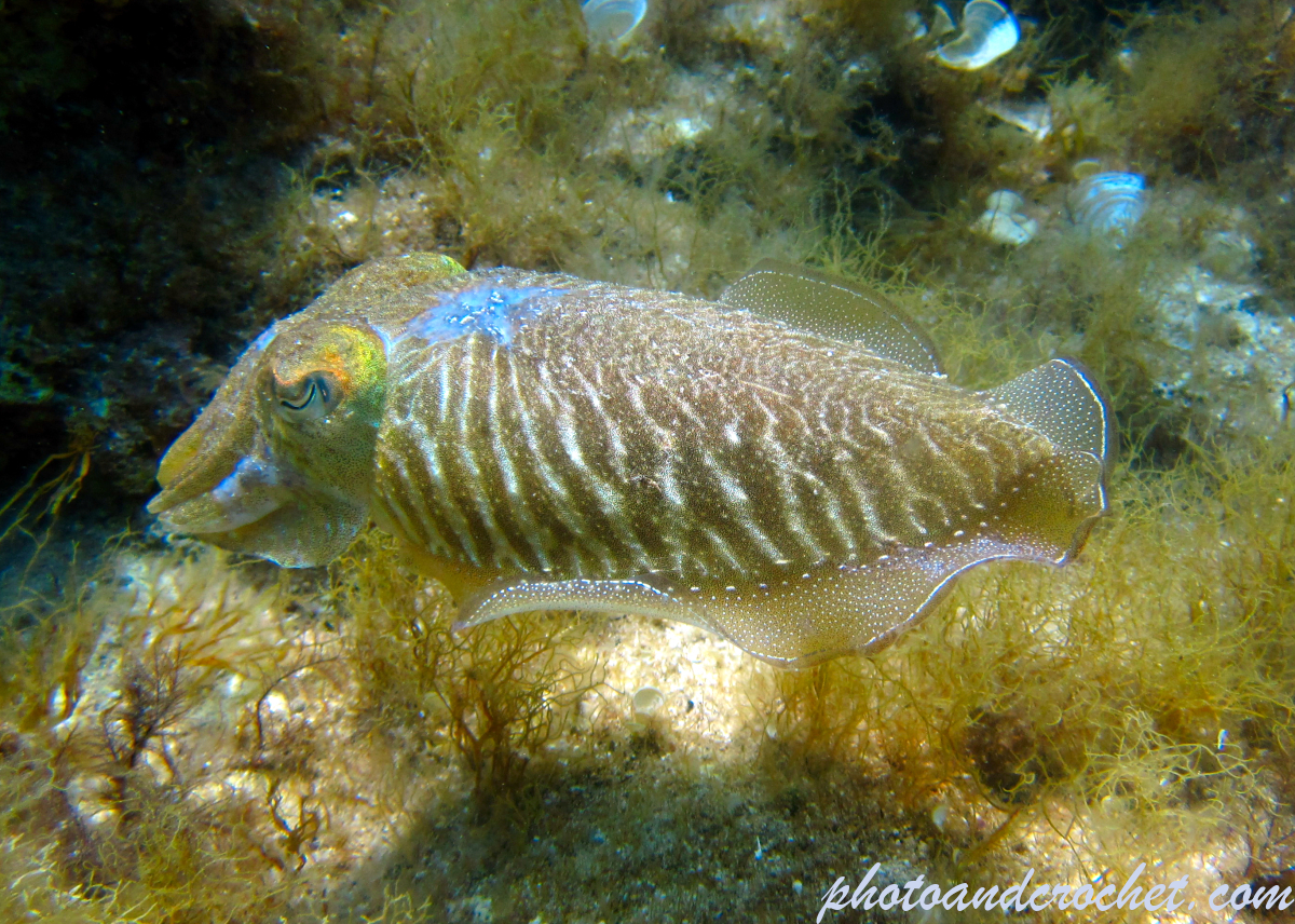 Cuttlefish - Image