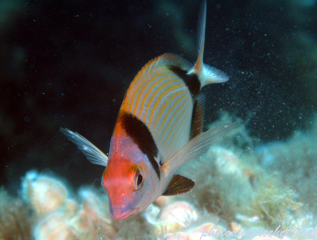 Two-banded Seabream - Image