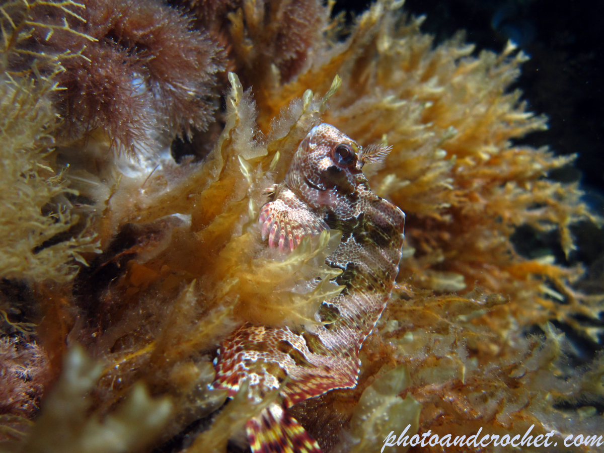 Tompot blenny - Image