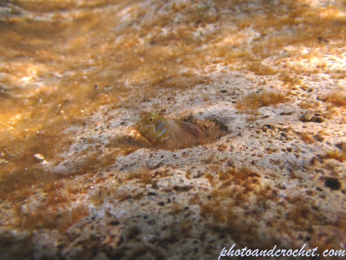 Peacock blenny – Image