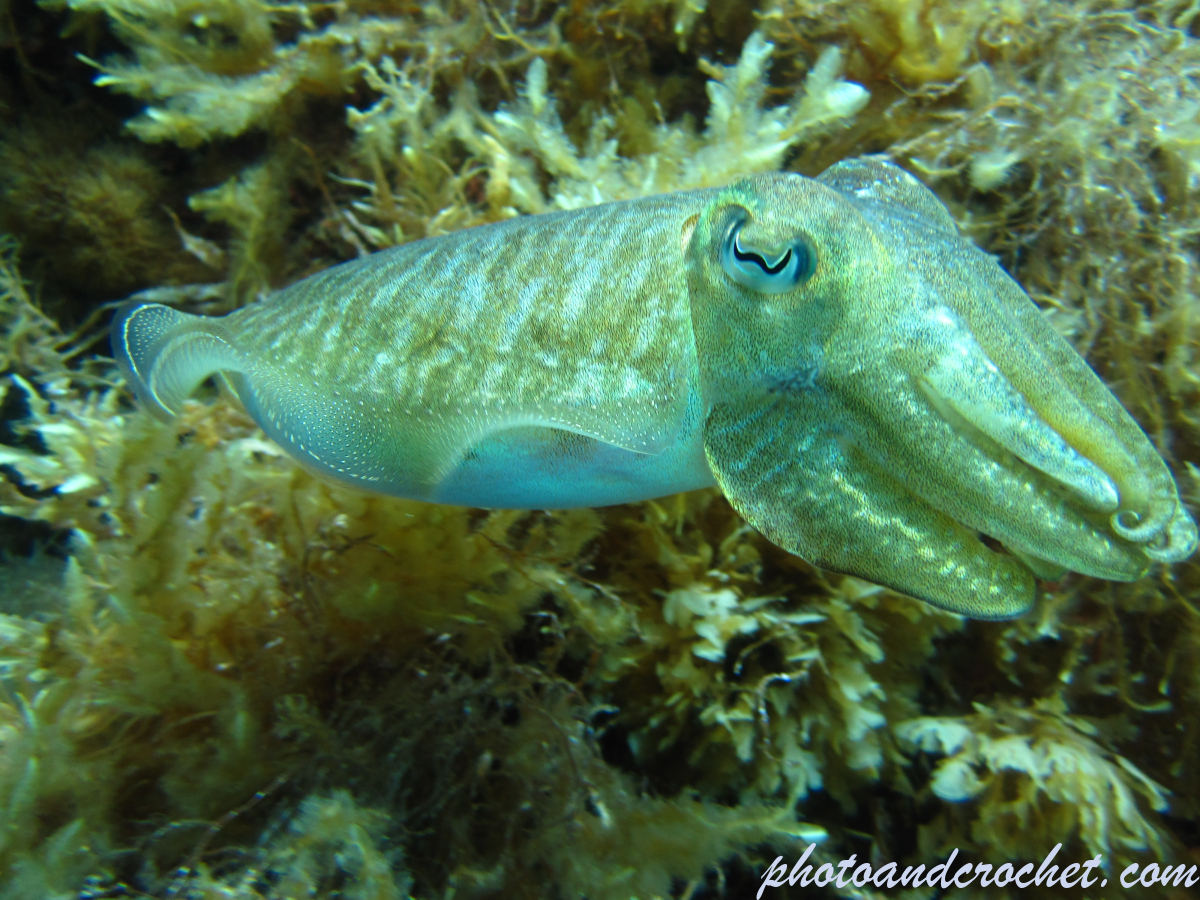 Cuttlefish - Image