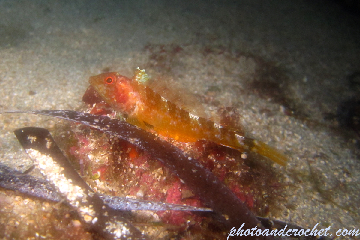Black faced Blenny - Image