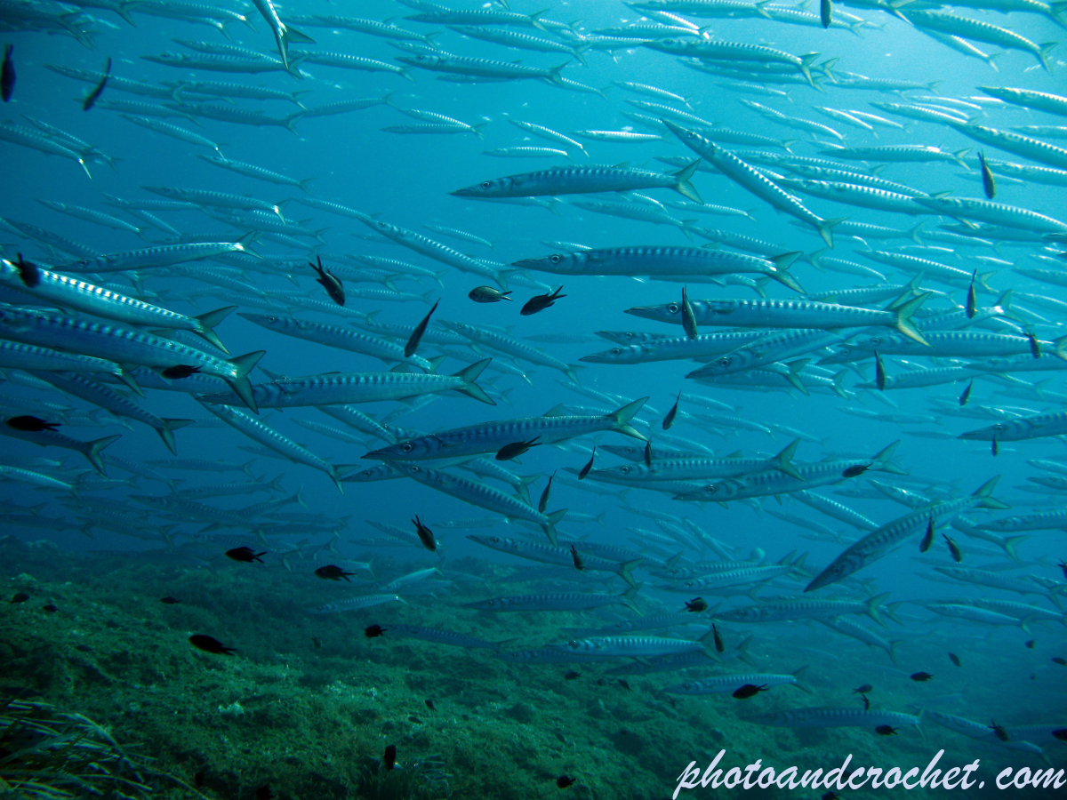 Barracudas - Image