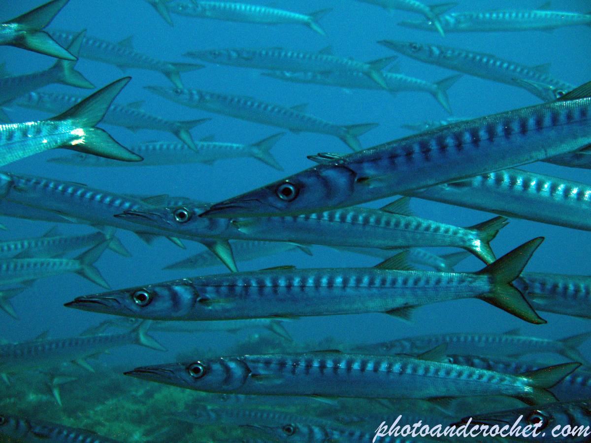 Barracudas - Image