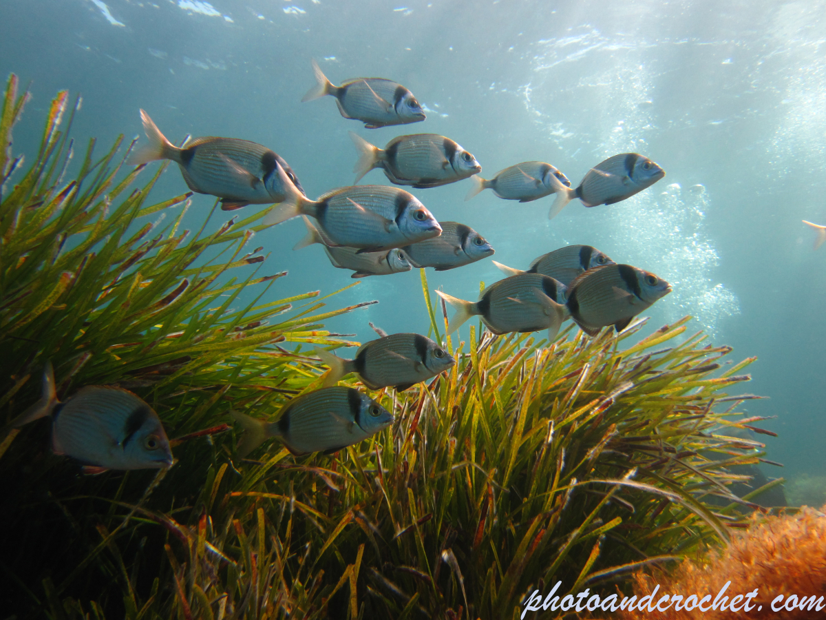 Two-banded Seabream - Image