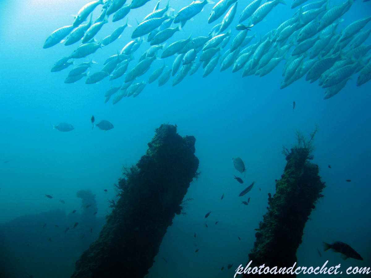 Striped Seabream - Image