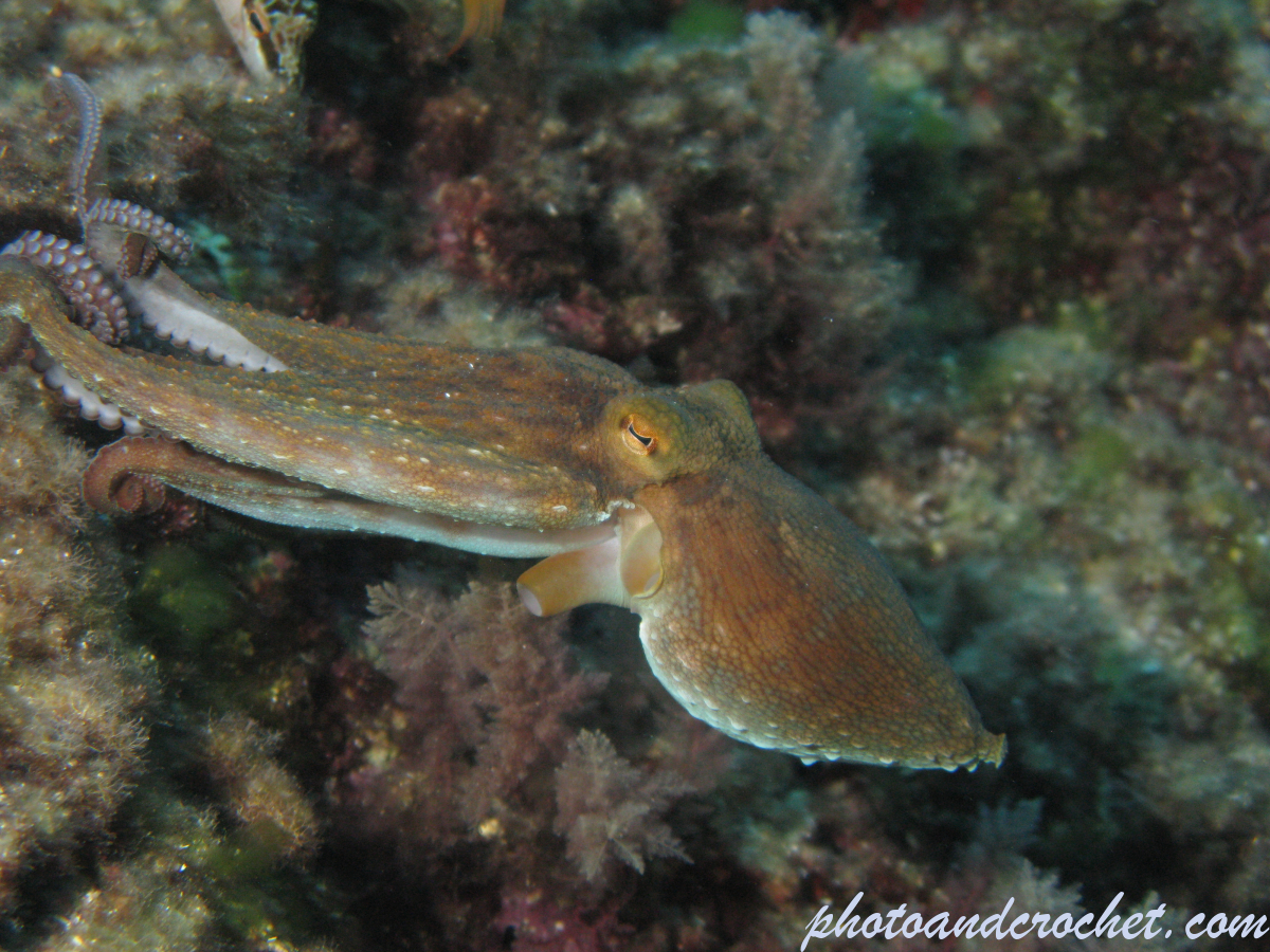 Octopus - Octopus vulgaris - Catch me