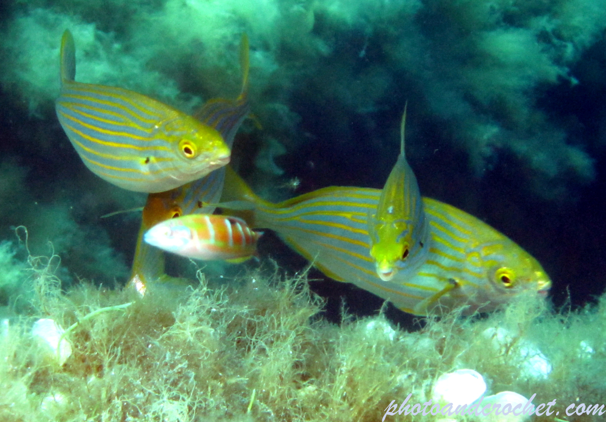 Salema - Sarpa salpa - Trio and one intruder