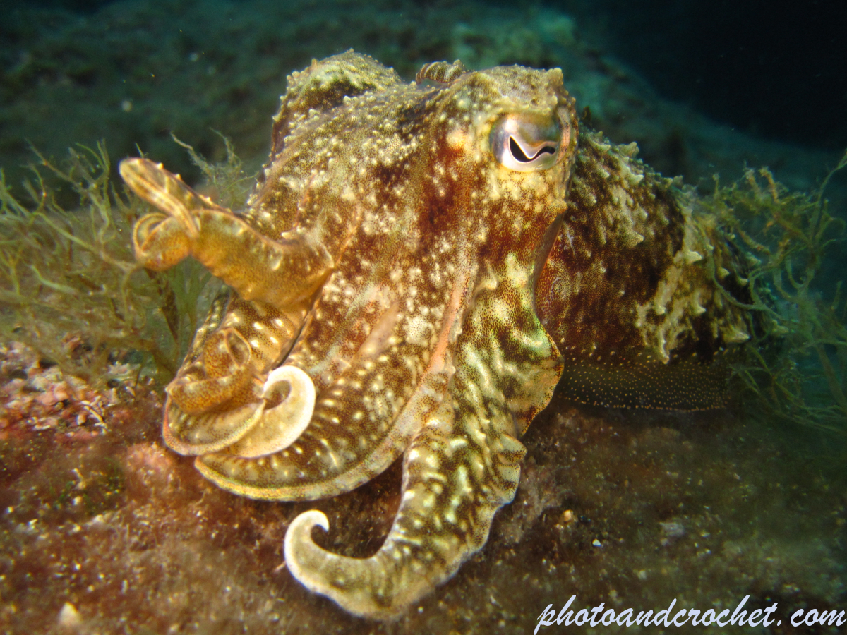 Cuttlefish - Image