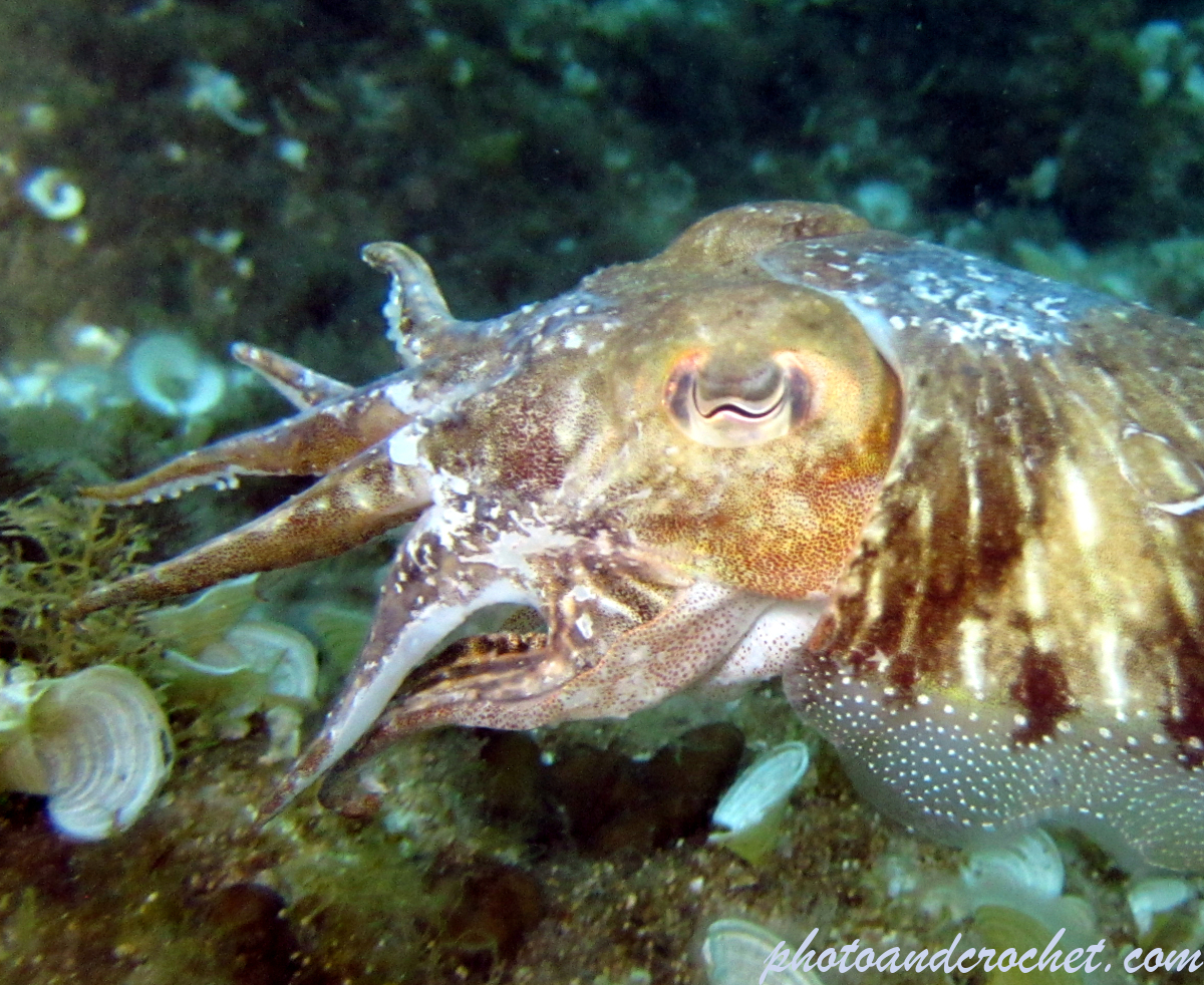 Cuttlefish - Image