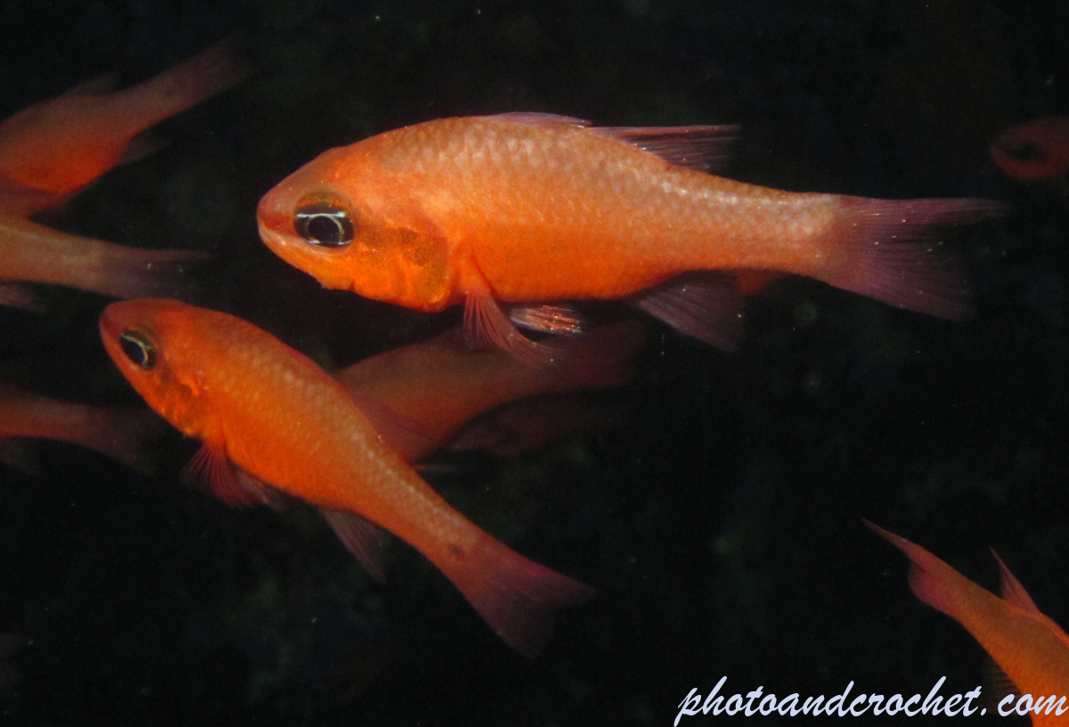 Cardinal fish - i