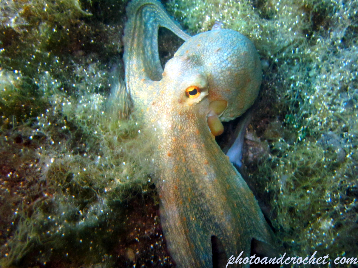 Octopus - Image