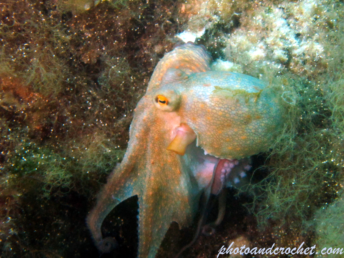 Octopus - Image