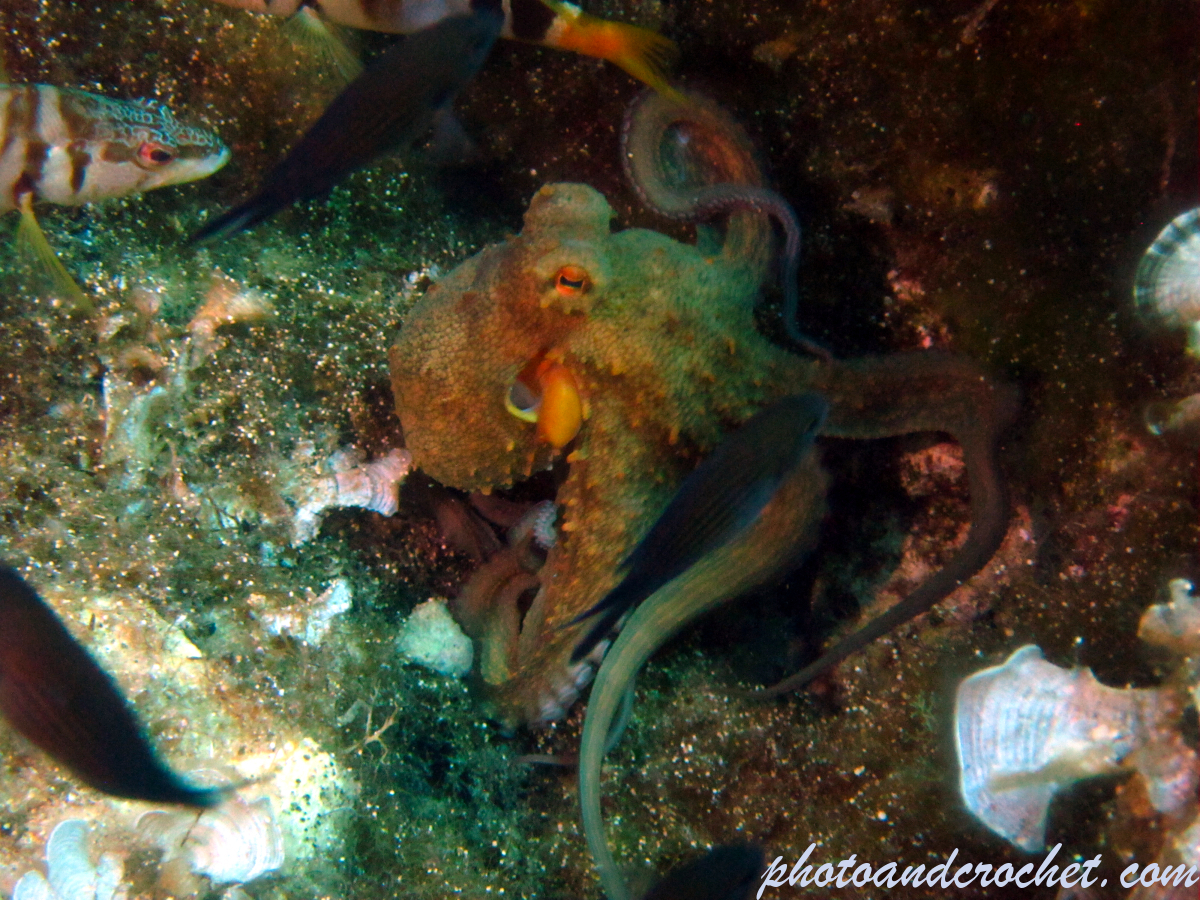 Octopus - Octopus vulgaris - in the shade