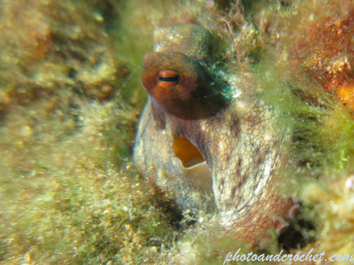 Octopus - Octopus vulgaris - Big eye