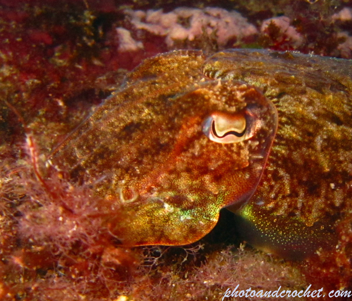 Cuttlefish - Image