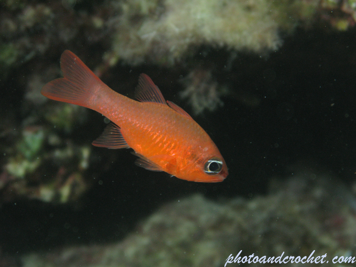 Cardinal fish - Image