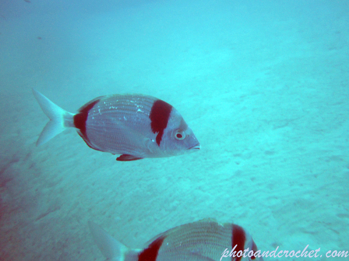 Two-banded Seabream - Image