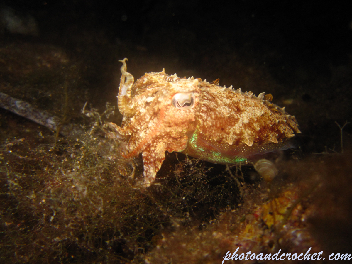 Cuttlefish - Image