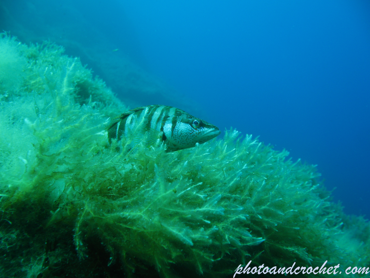 Painted Comber - Image