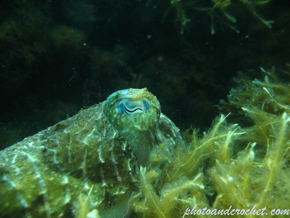 Cuttlefish - Image