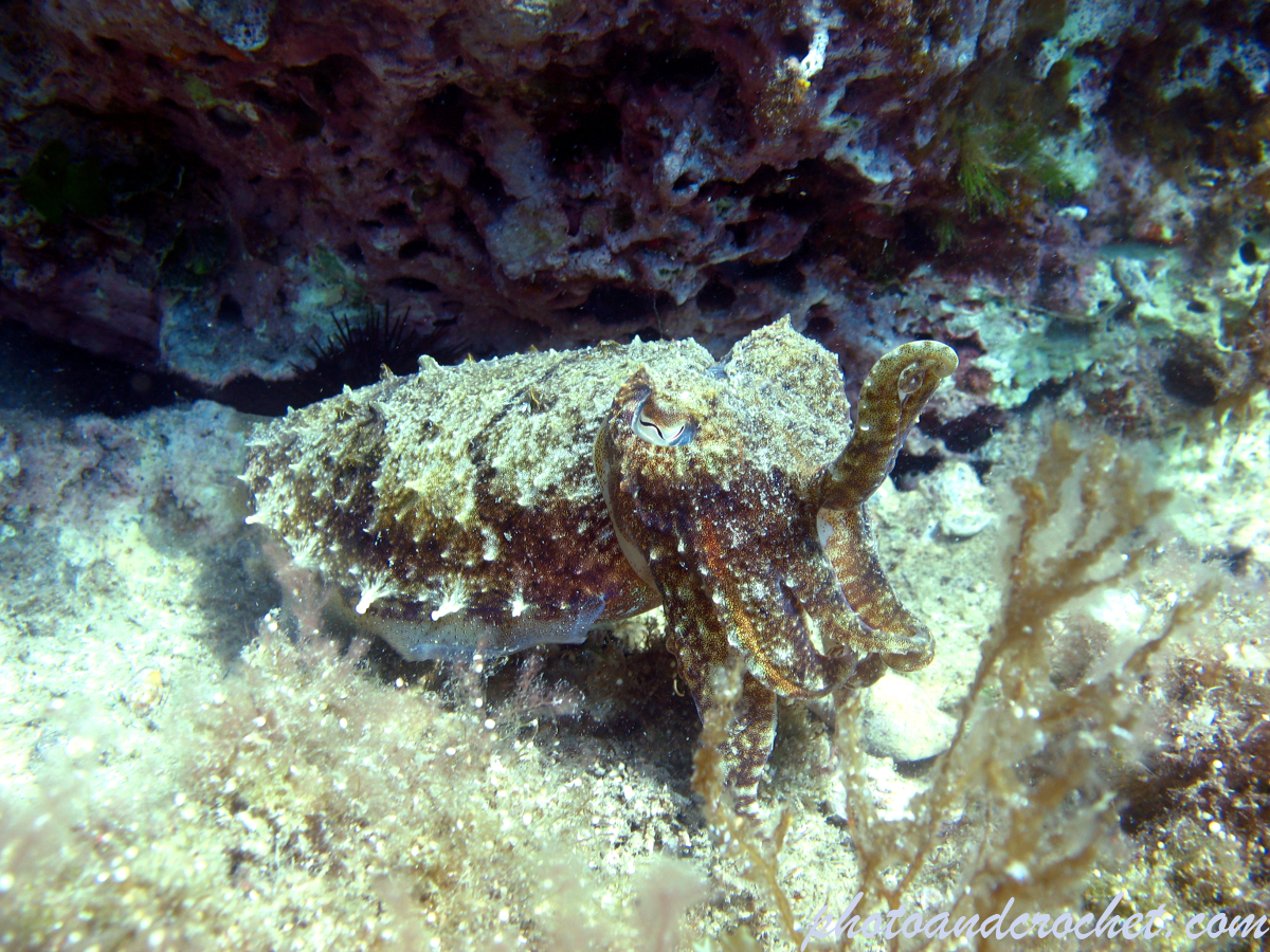 Cuttlefish - Image