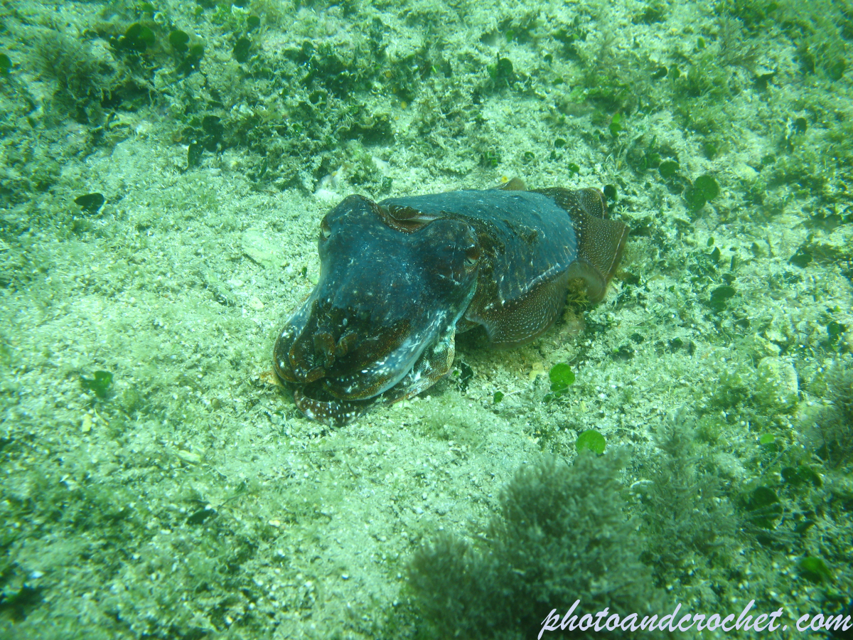 Cuttlefish - Image