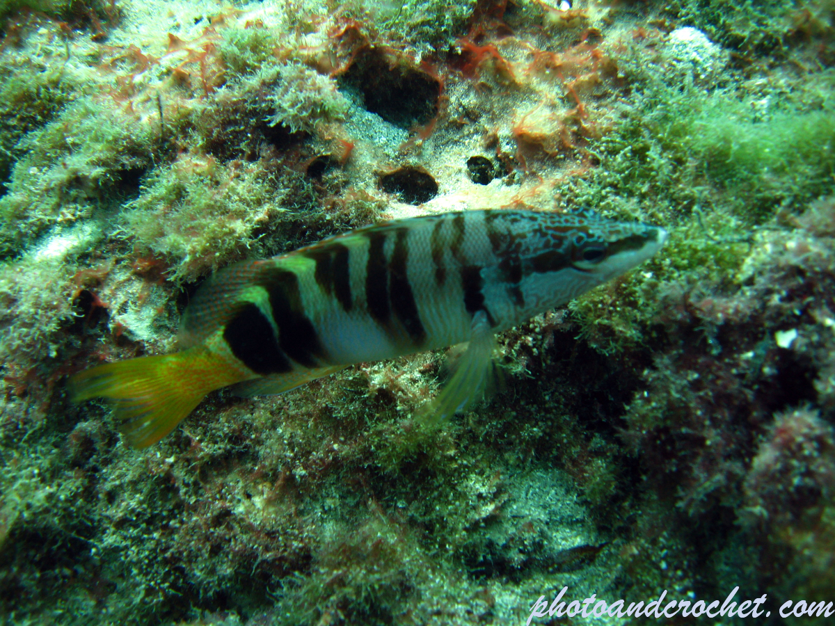 Painted Comber - Image