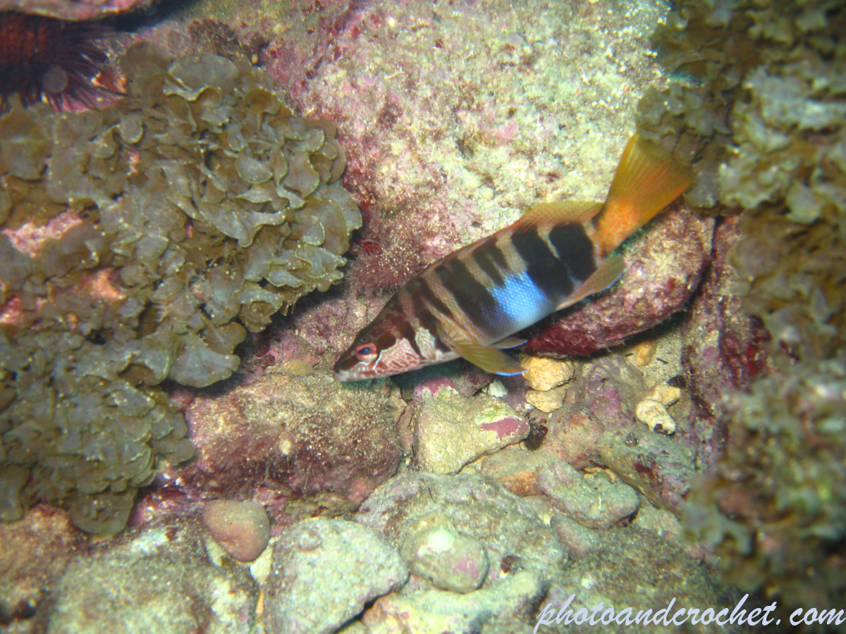 Painted Comber - Image