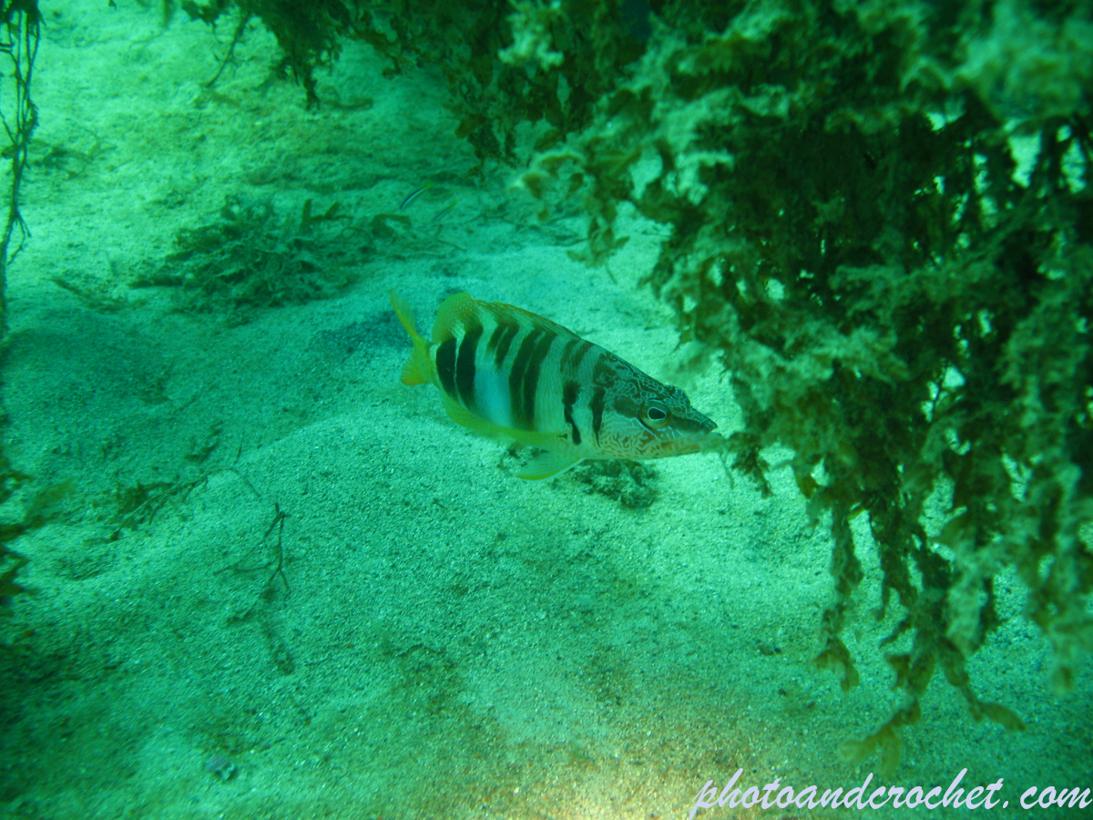 Painted Comber - Image