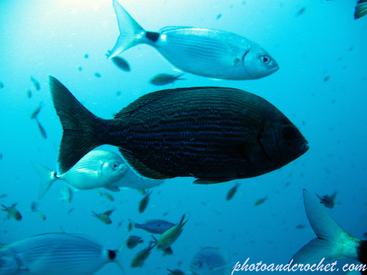 Black Seabream - Image