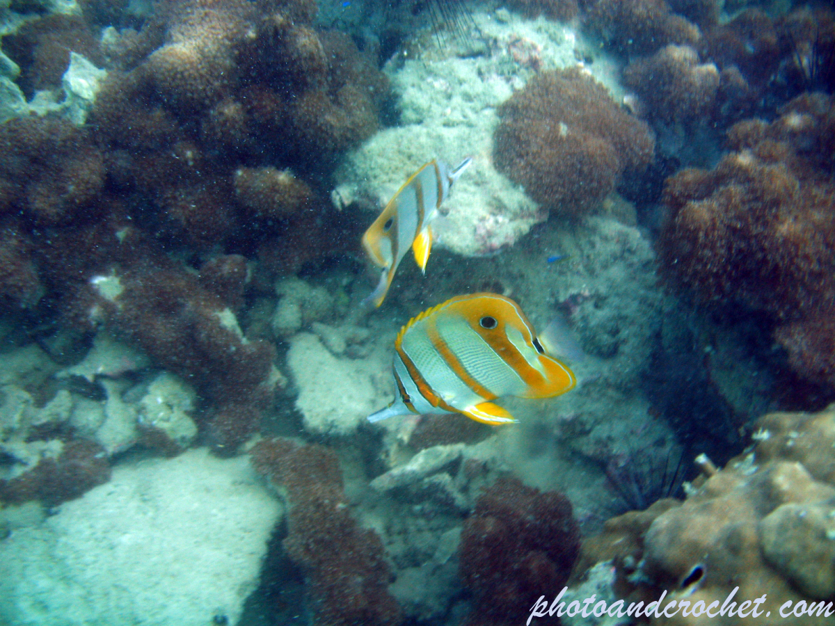 Copperband Butterflyfish - Image