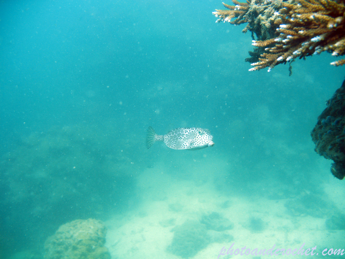 Shortnose Boxfish - Image