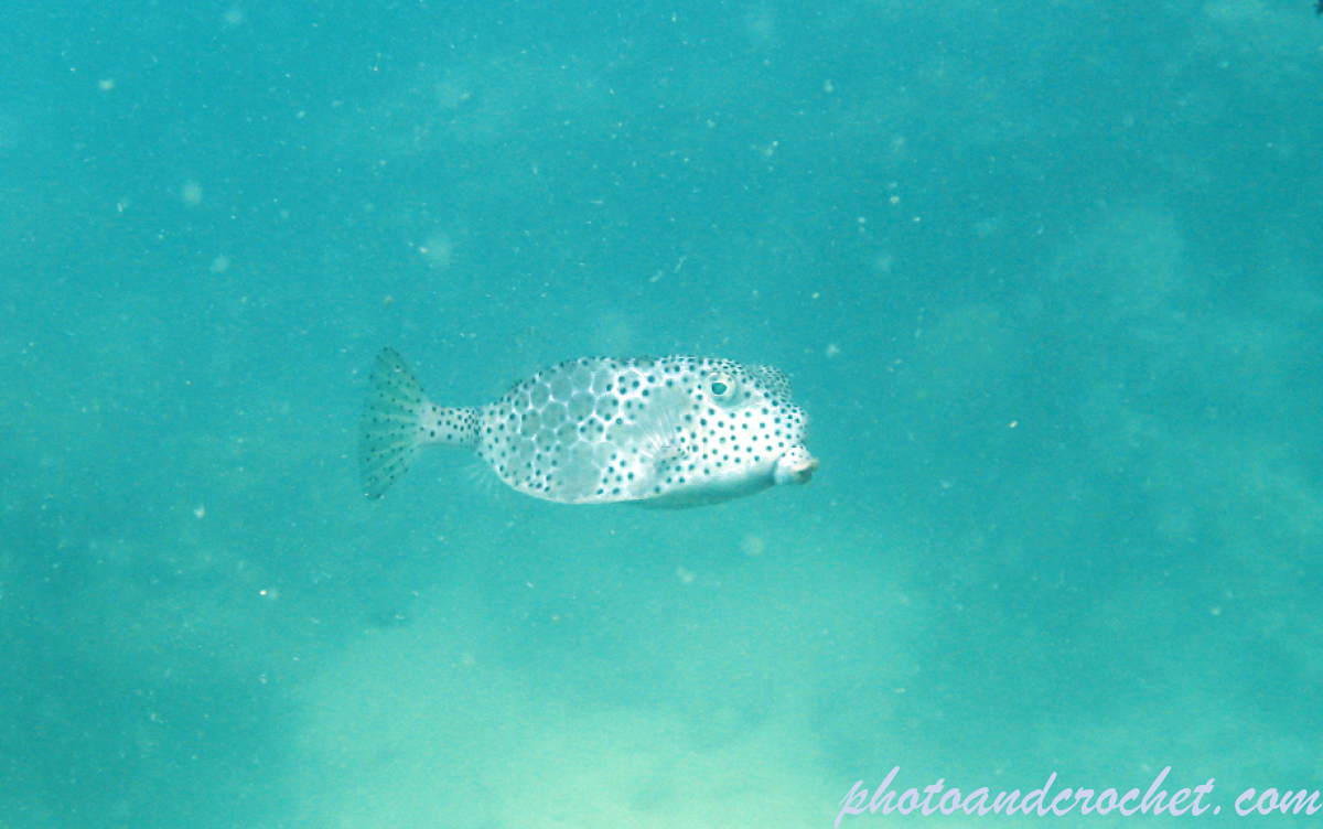 Shortnose Boxfish - Image