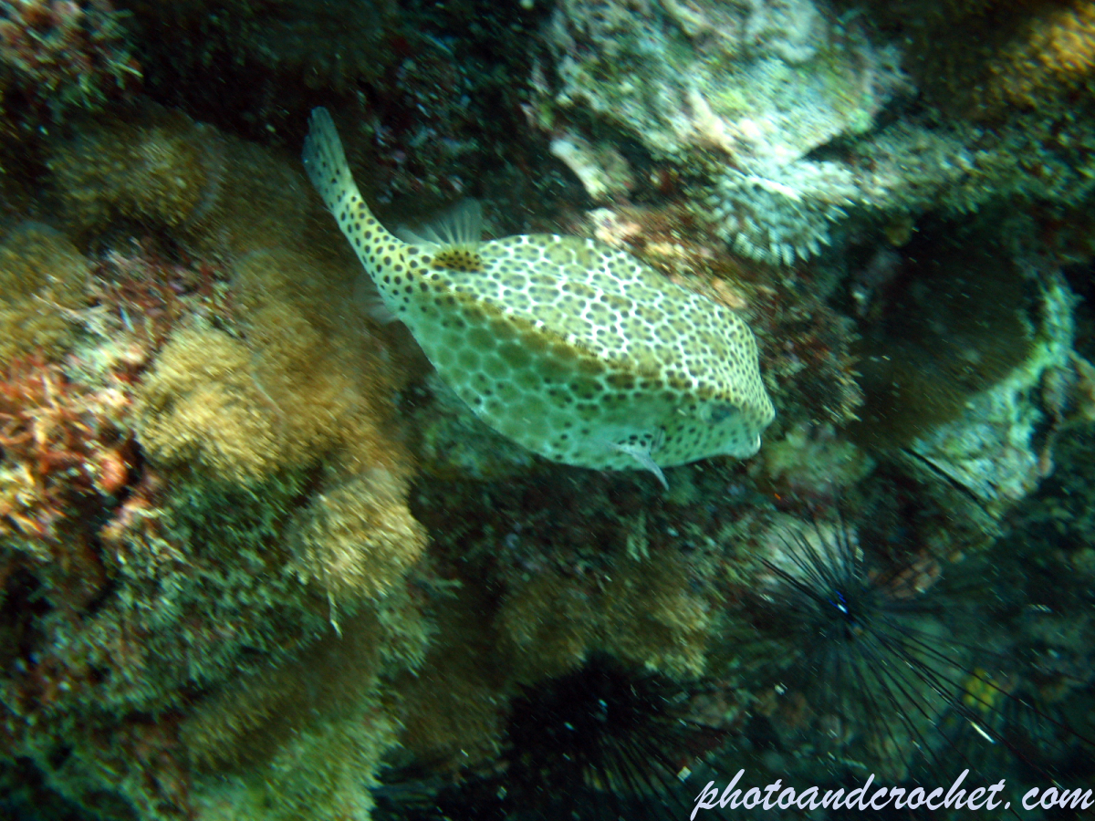 Shortnose Boxfish - Image
