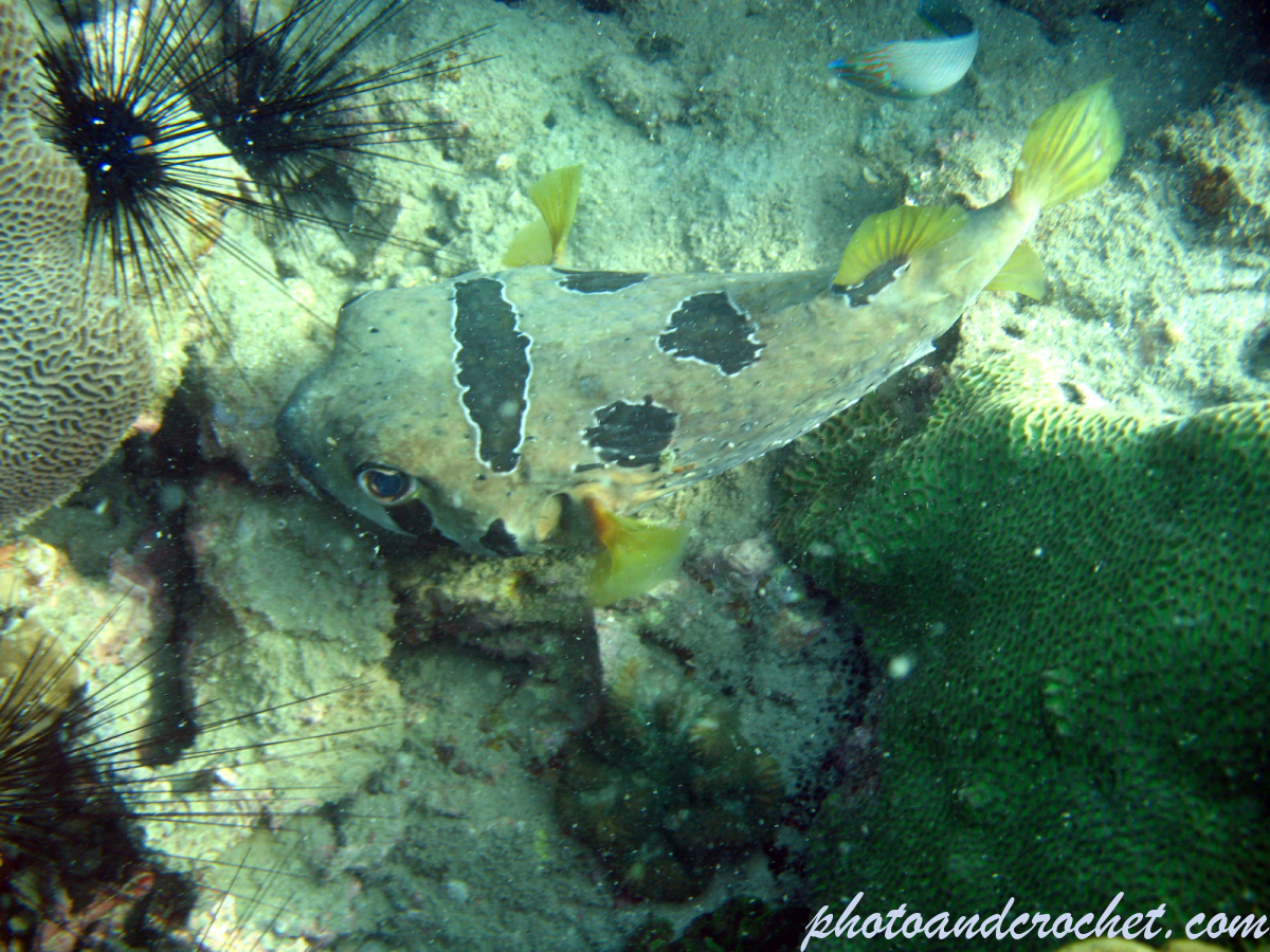 Black-Blotched Porcupinefish - Image