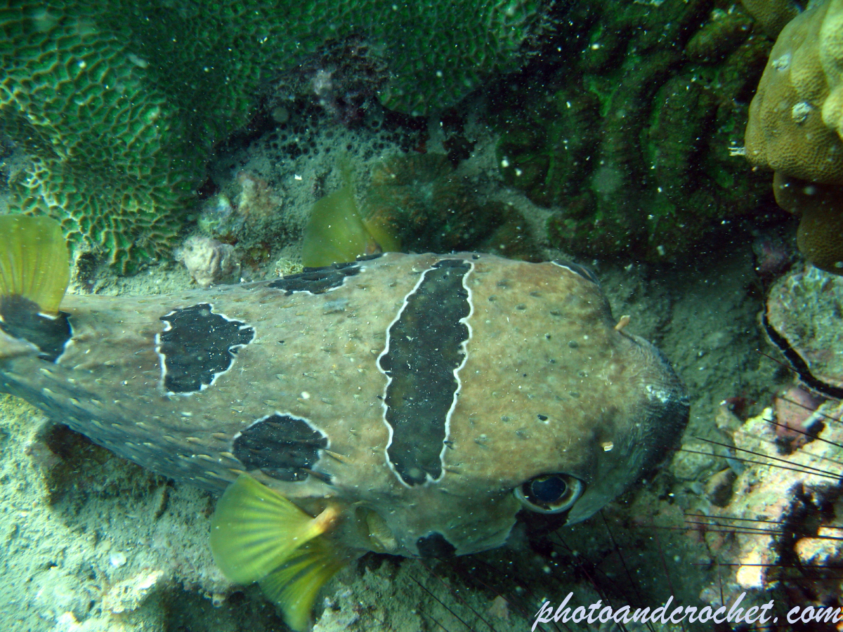 Black-Blotched Porcupinefish - Image