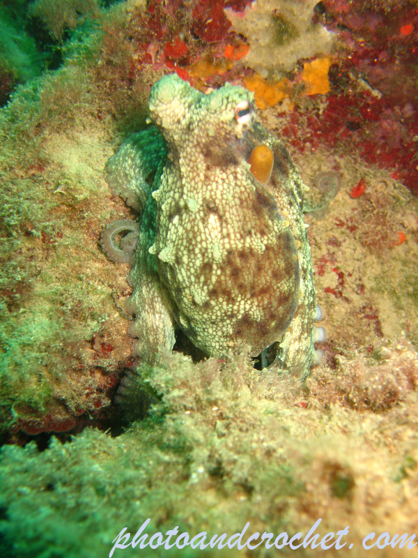 Octopus - Image