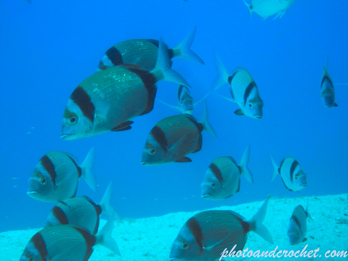 Two-banded Seabream - Image