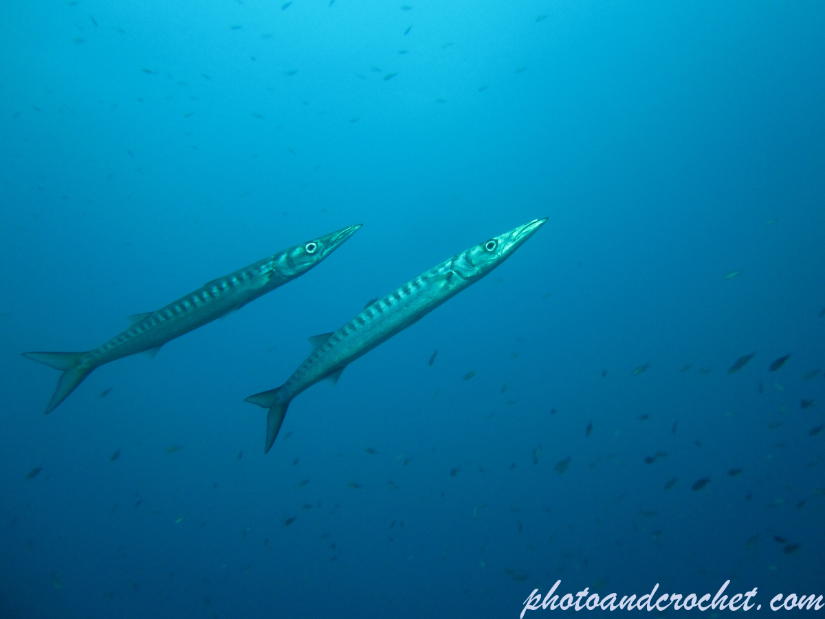 Barracudas - Image