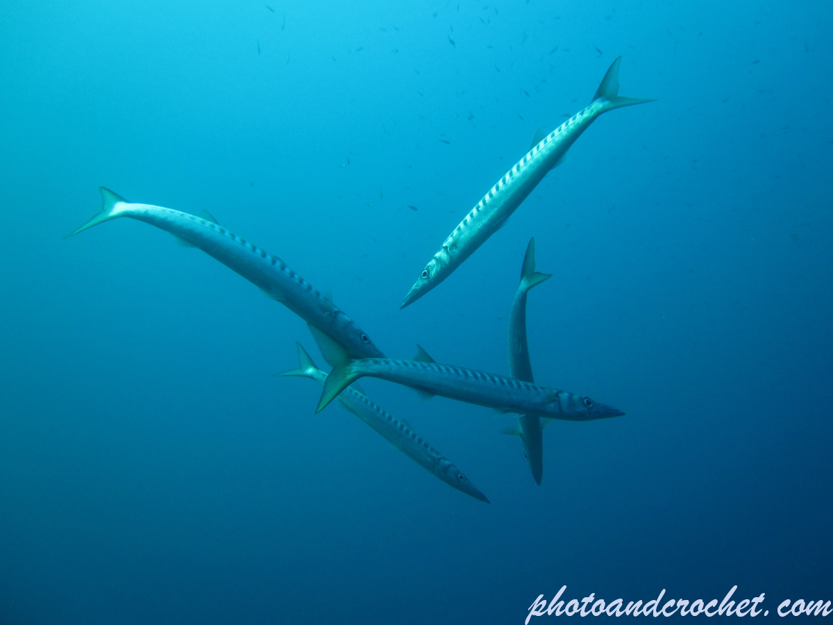 Barracudas - Image