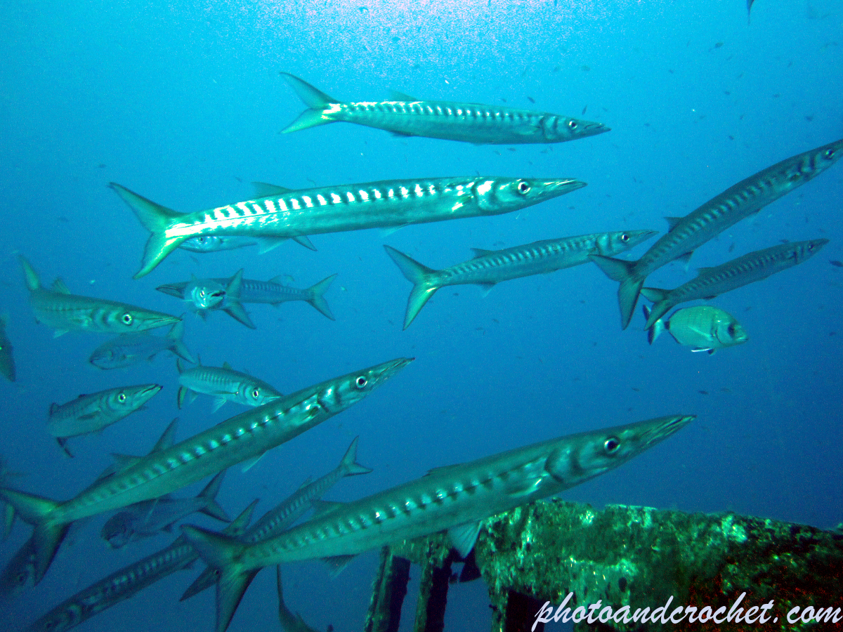 Barracudas - Image