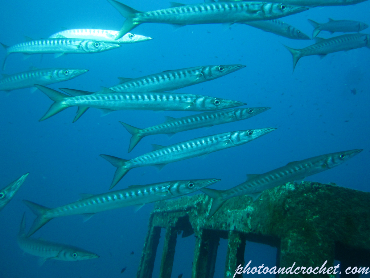 Barracudas - Image