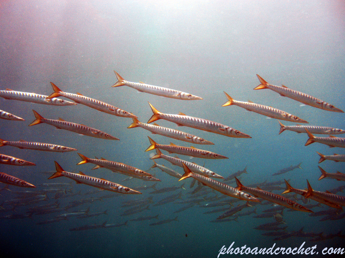 Barracudas - Image