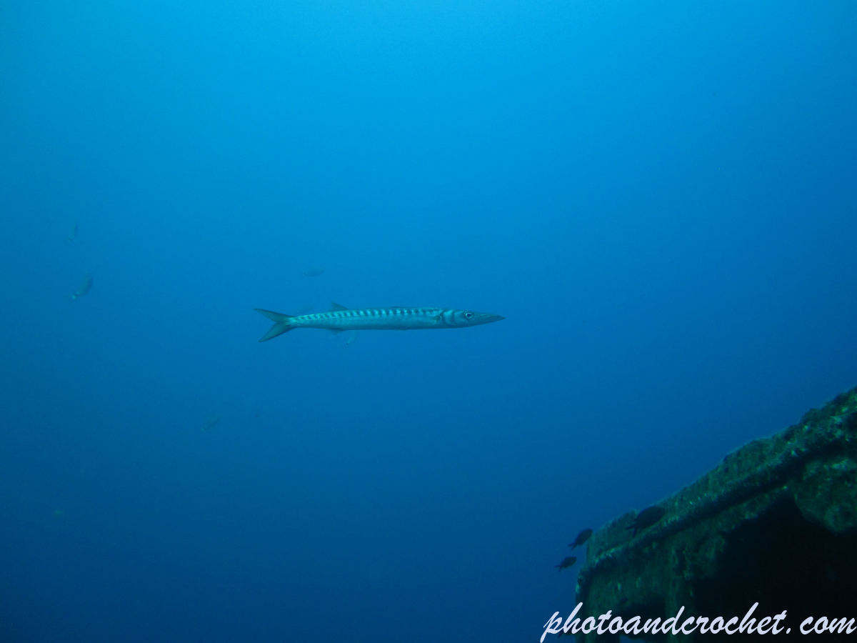 Barracudas - Image