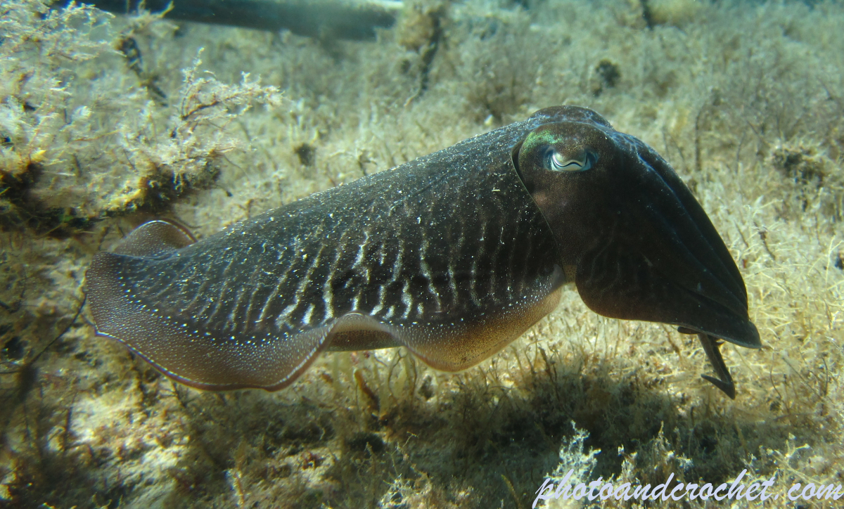 Cuttlefish - Image