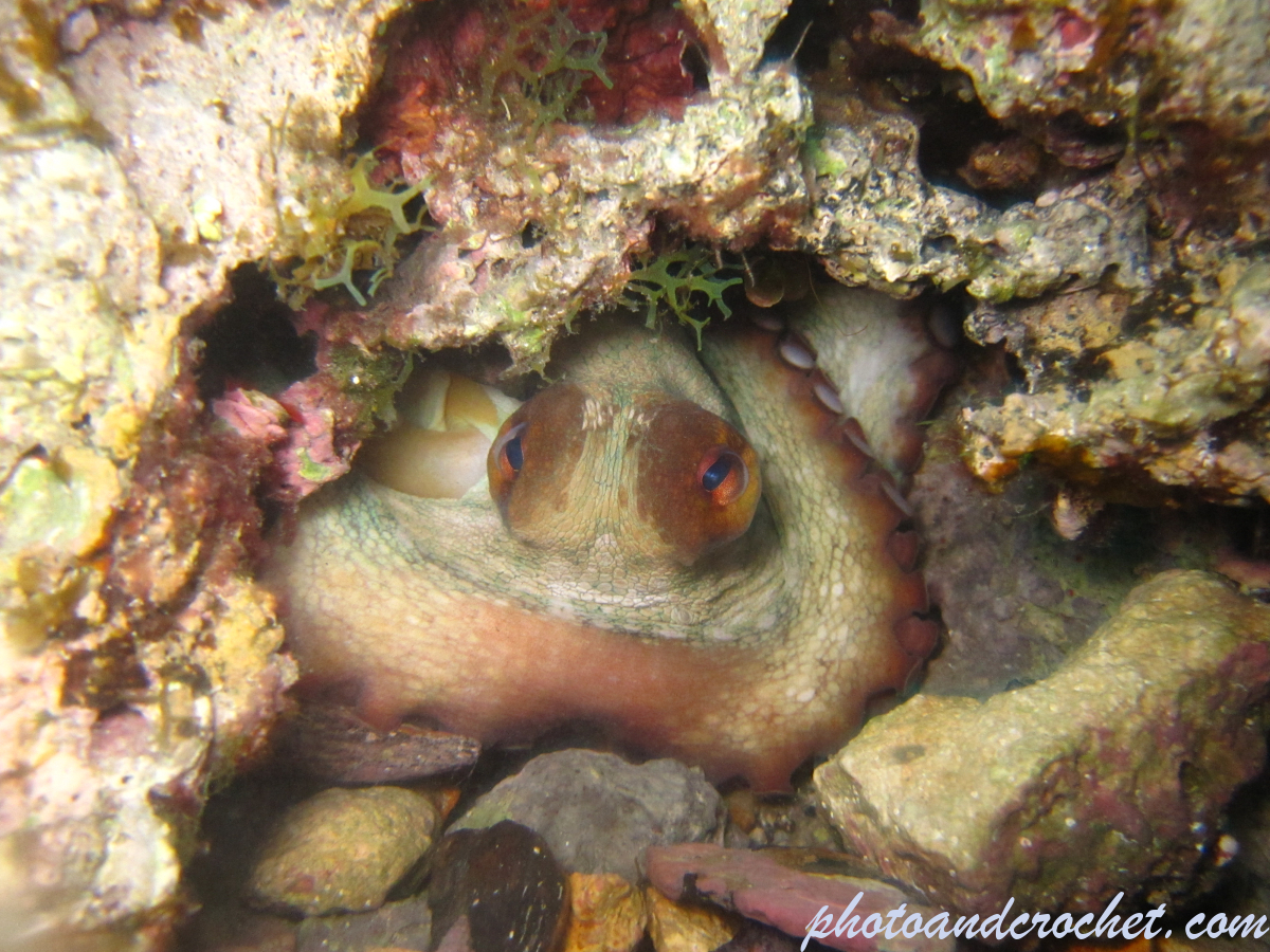 Octopus - Watching you