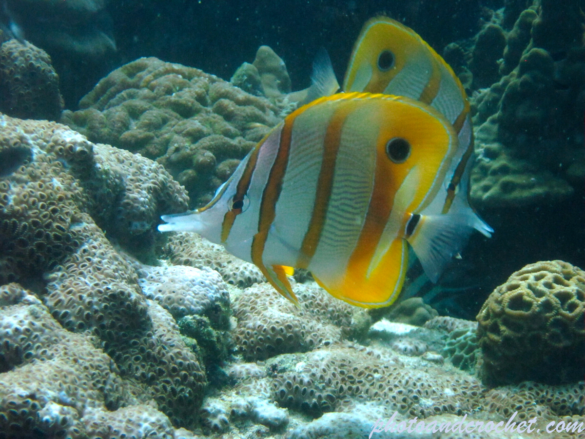 Copperband Butterflyfish - Image