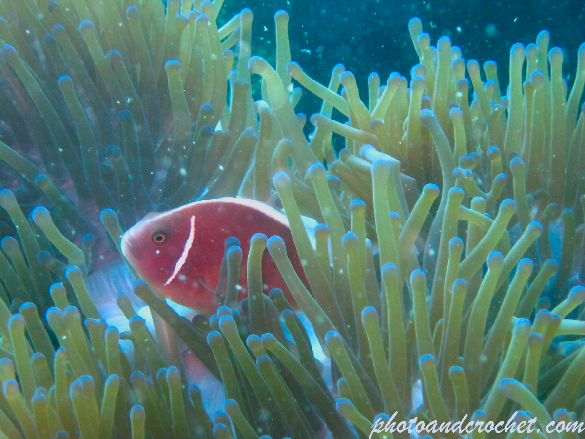 Clownfish - Image