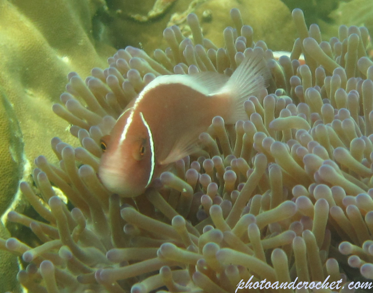 Clownfish - Image